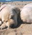 Dog Parks and Beaches
