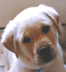 Pet Rescue and Care Centers
