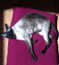 Pet Clubs and Organizations