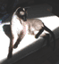 Personal Pet Stories